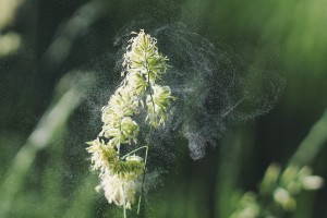 Pflanze Pollen